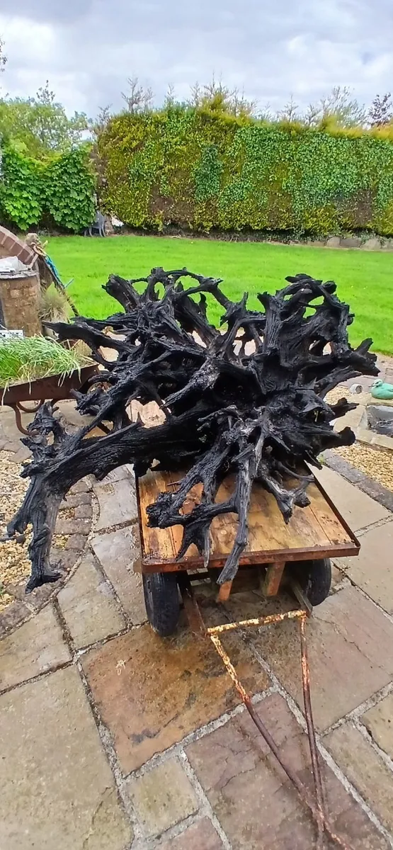 Bog oak,   5 feet wide