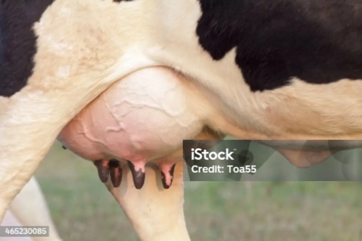 Dairy cow suitable to rear calf