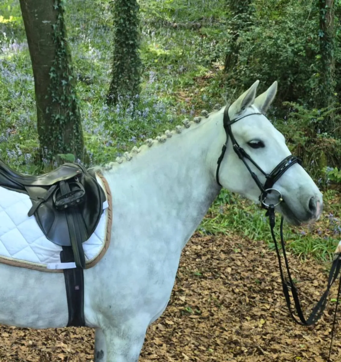 Connemara pony - Image 1