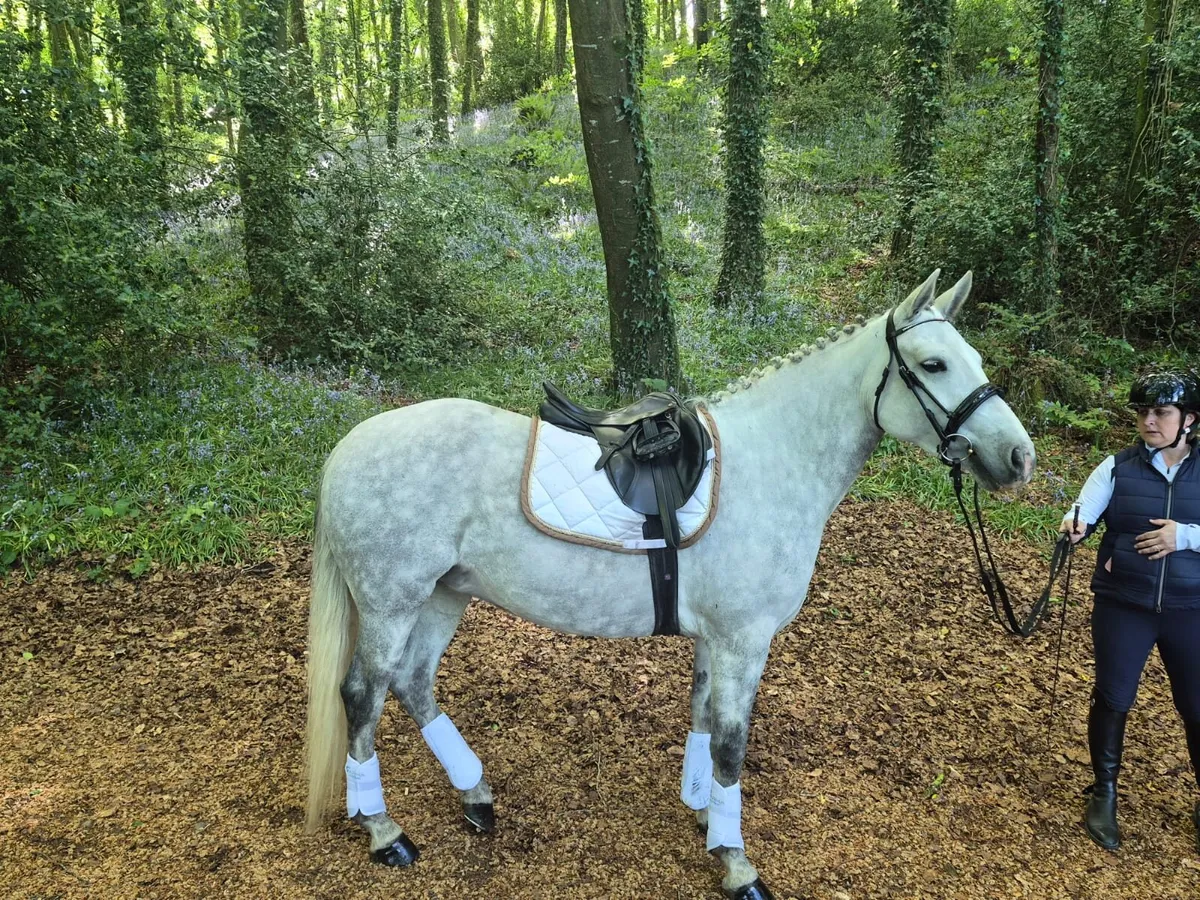 Connemara pony - Image 2