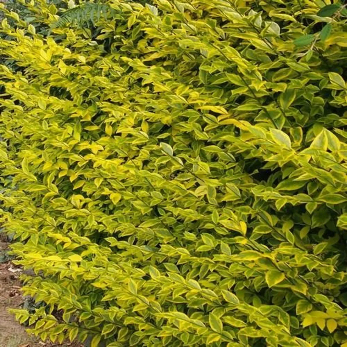 Boxwood Hedging plus others - Image 2