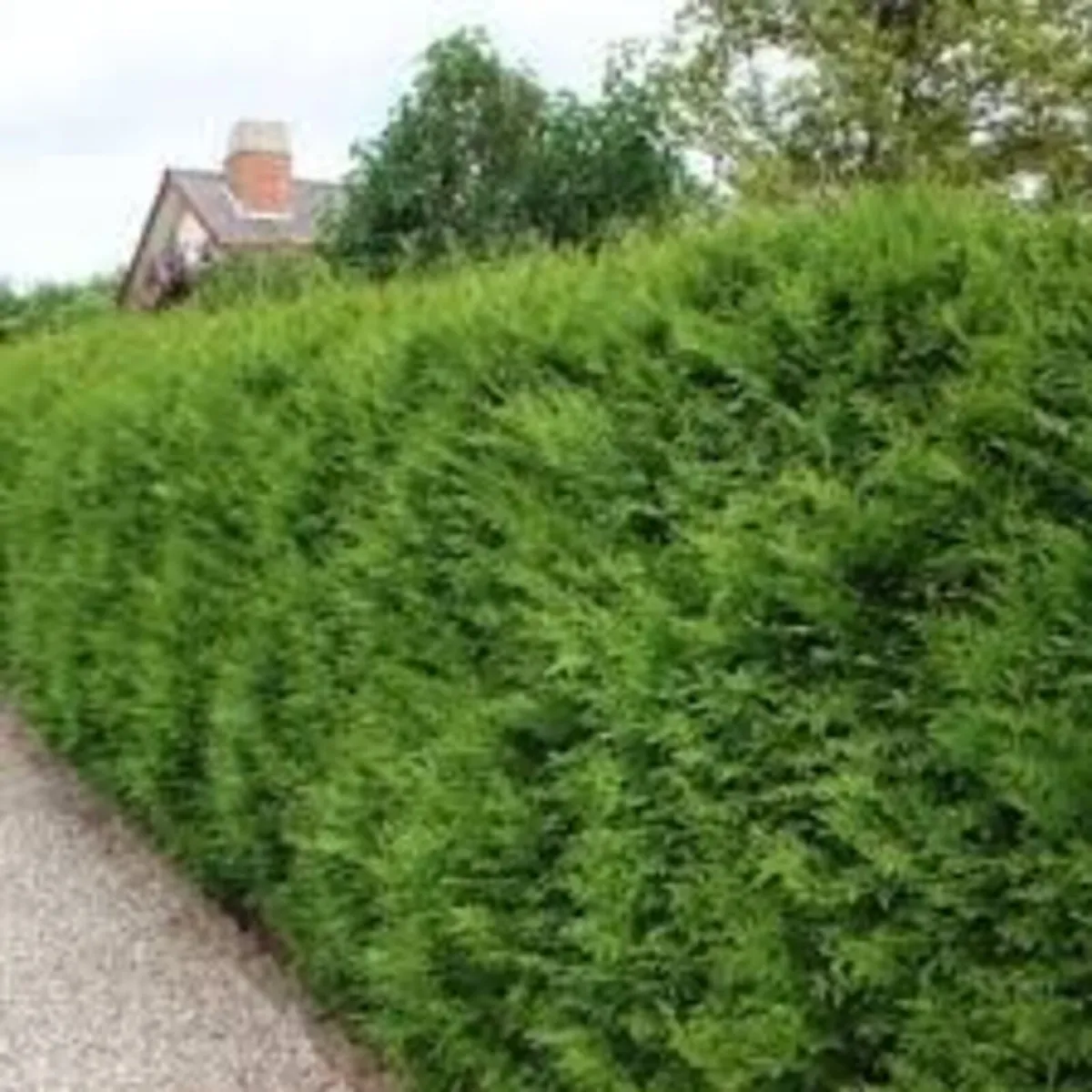 Boxwood Hedging plus others - Image 3
