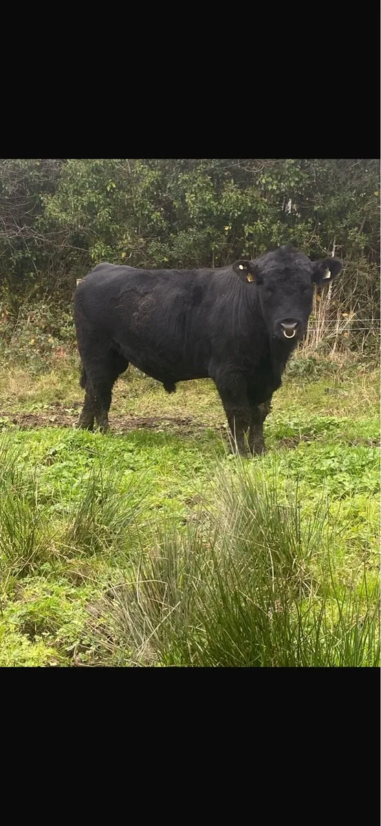 Angus Bull - Image 1