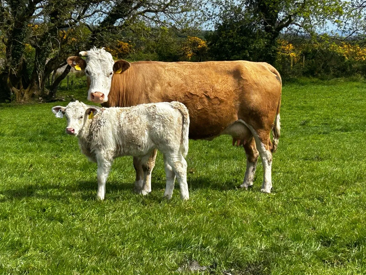 20 Super Cows & Calfs - Image 2