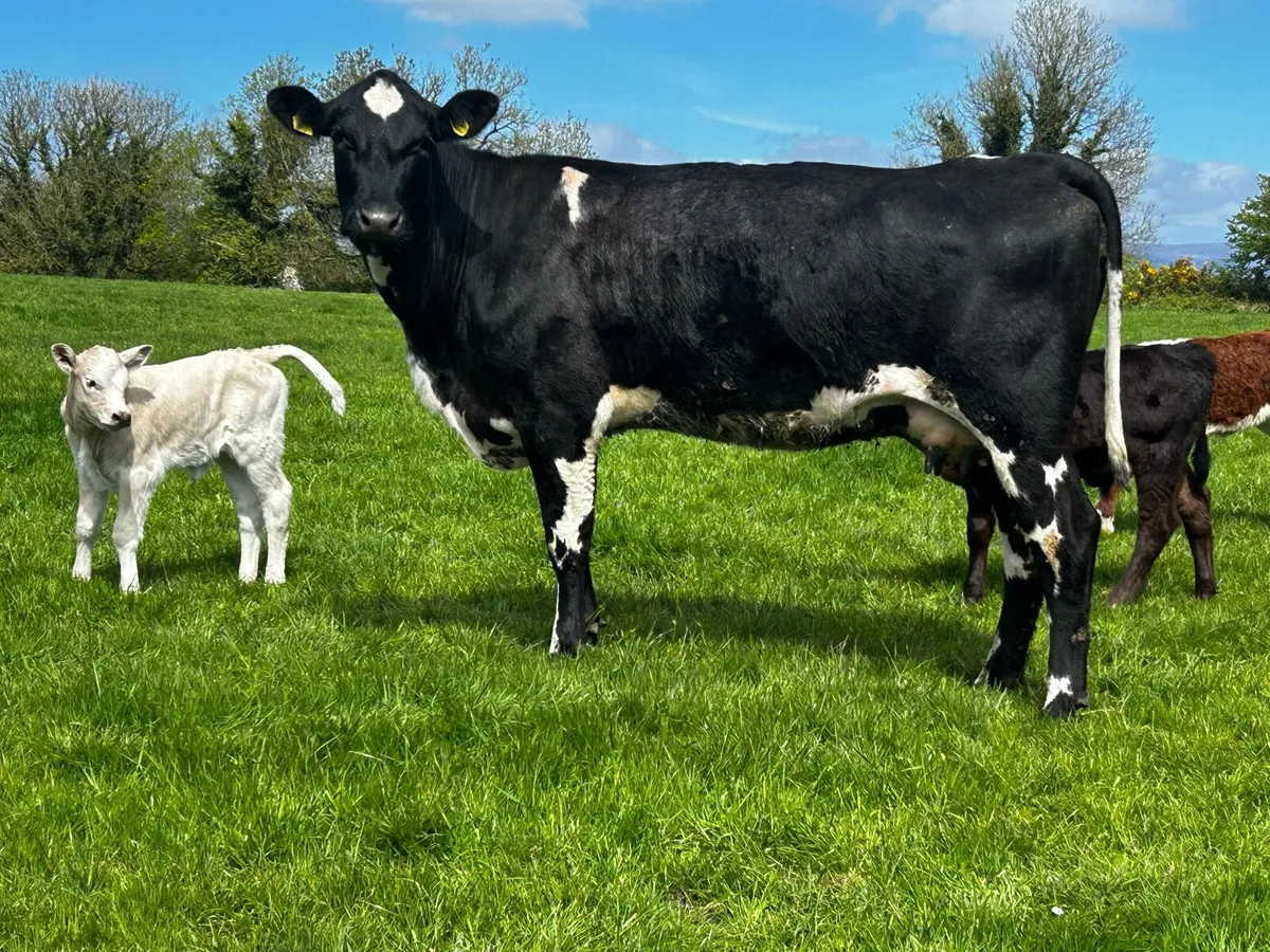 20 Super Cows & Calfs - Image 3