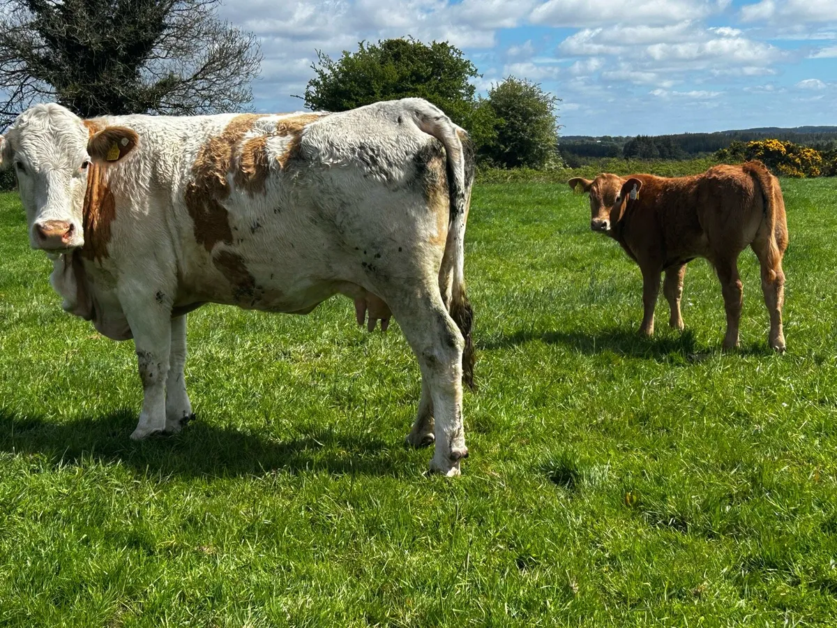20 Super Cows & Calfs - Image 4