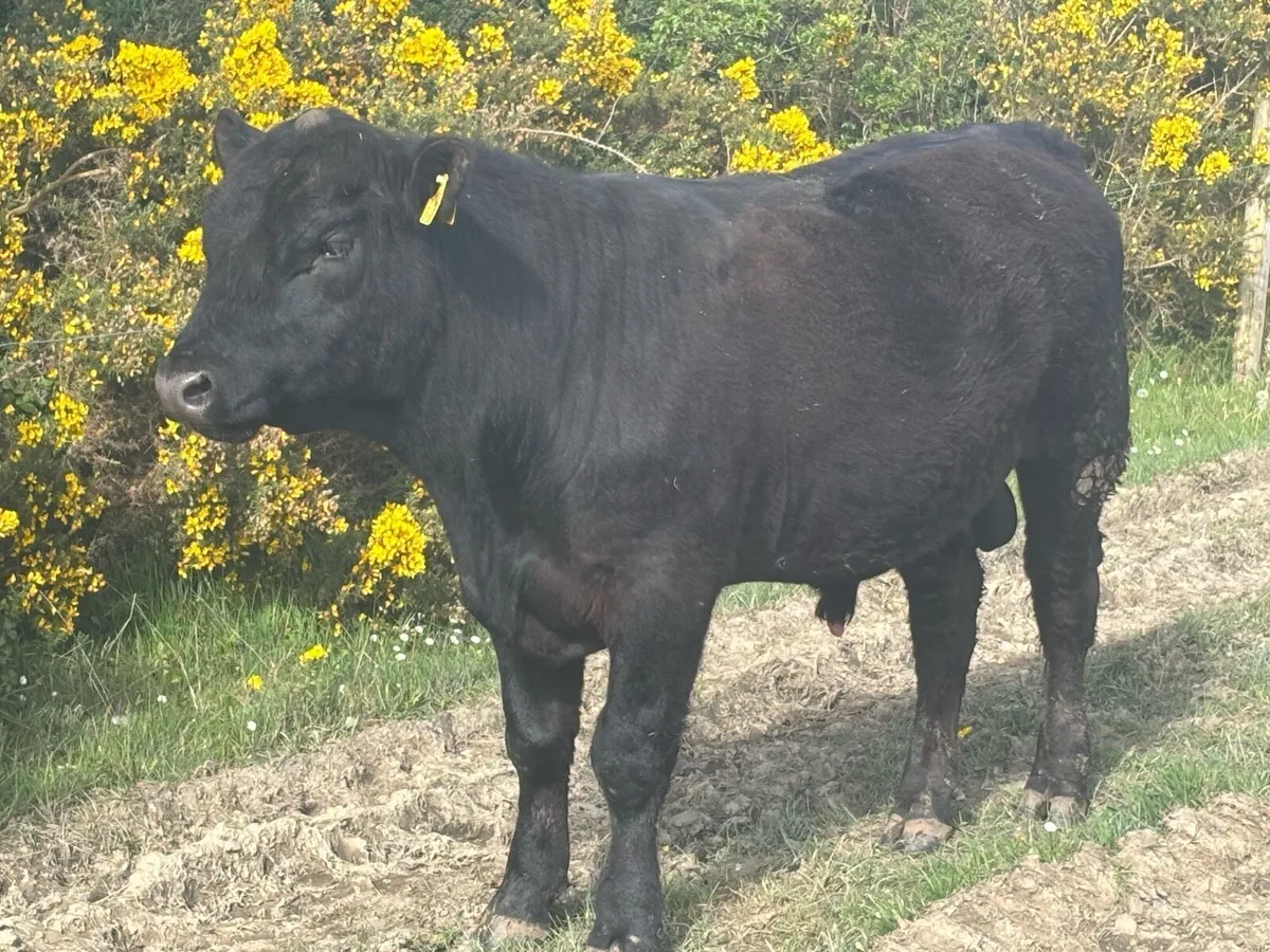 Pedigree Angus bulls - Image 2