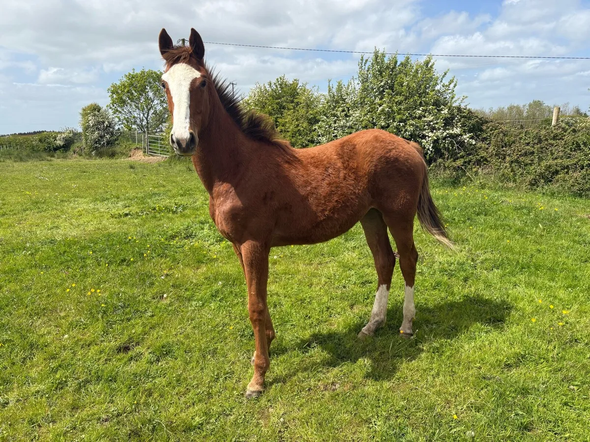 Northern Candy Grace (Irish Sports Horse) - Image 1