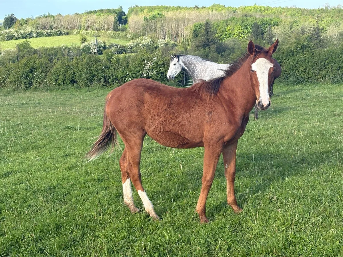 Northern Candy Grace (Irish Sports Horse) - Image 2