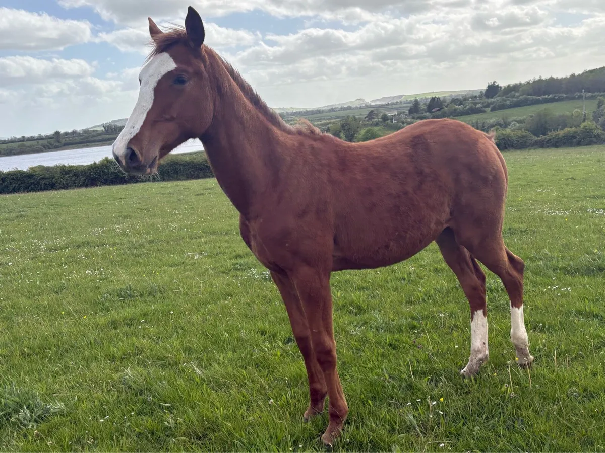 Northern Candy Grace (Irish Sports Horse) - Image 3
