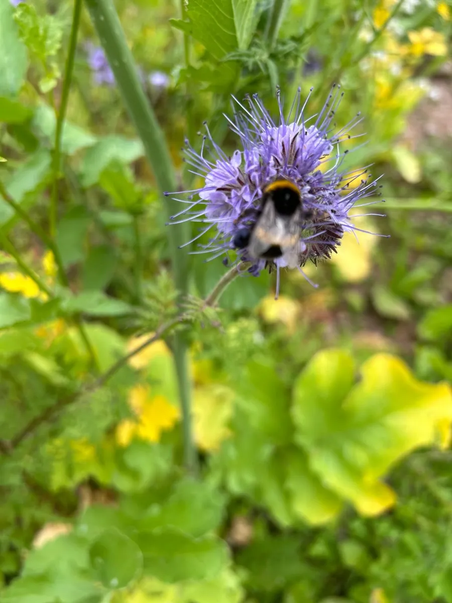 Phacelia