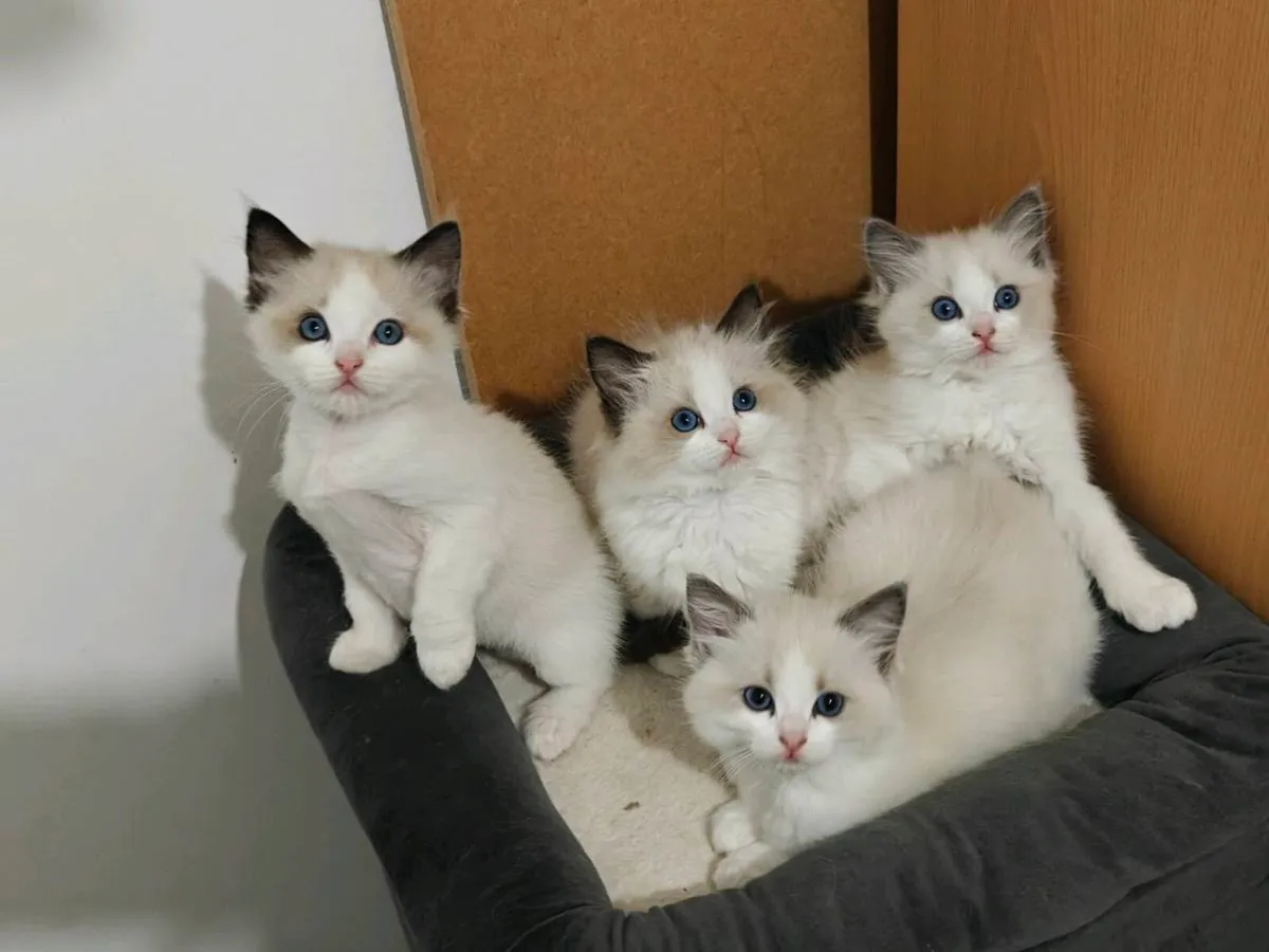 Ragdoll kittens - Image 2