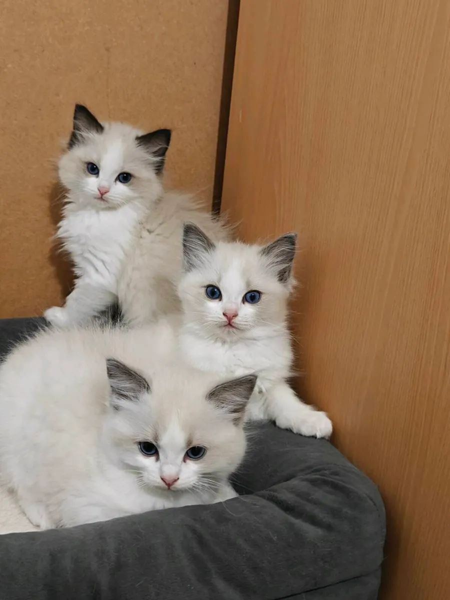 Ragdoll kittens - Image 3