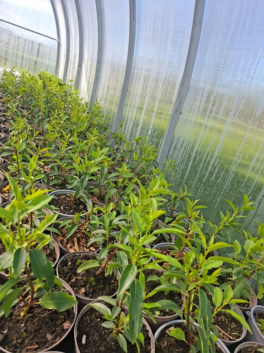 Portuguese Laurel - Image 1