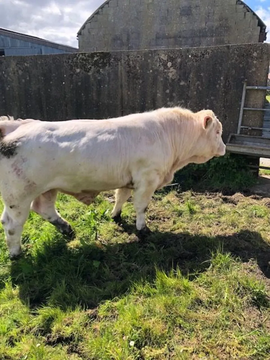 Super Easy Calving 5* Pedigree Charolais Bull - Image 2