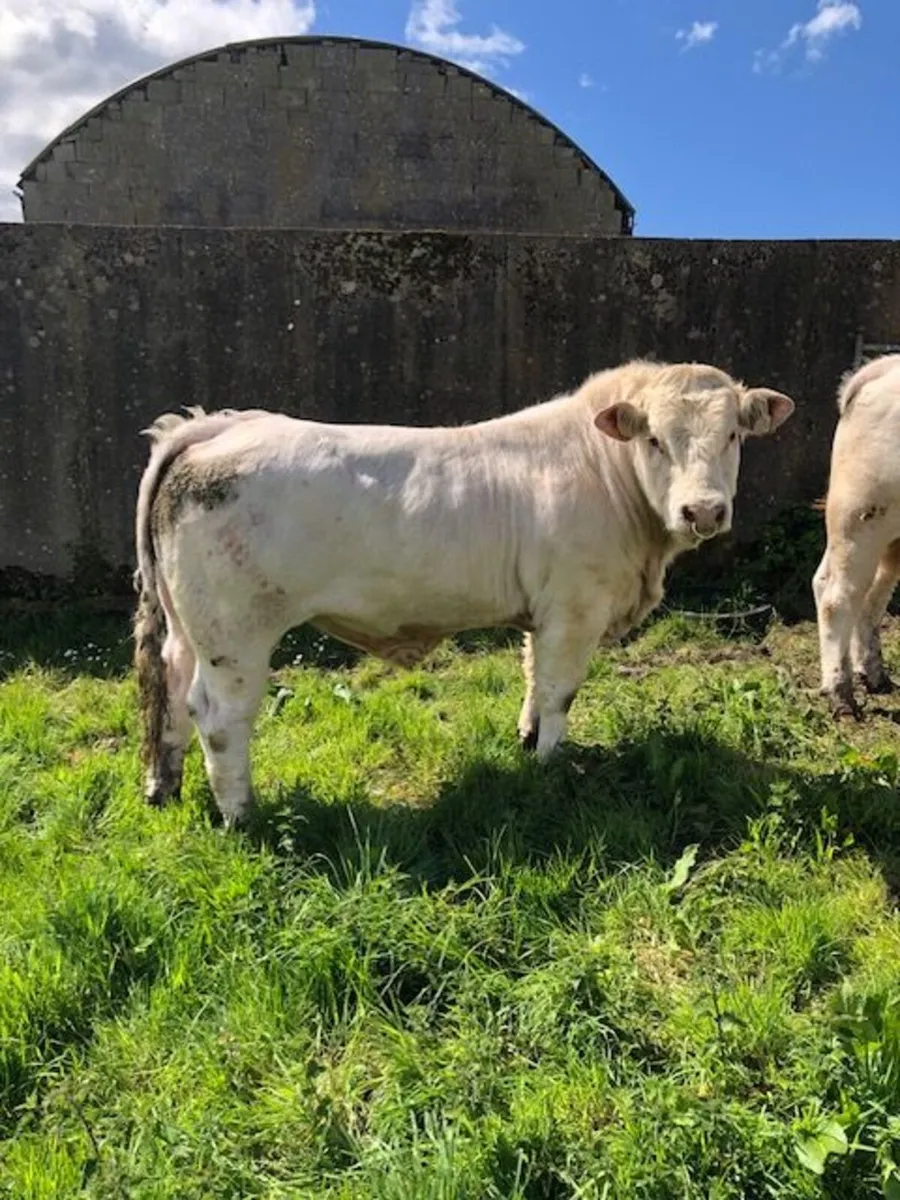 Super Easy Calving 5* Pedigree Charolais Bull - Image 1