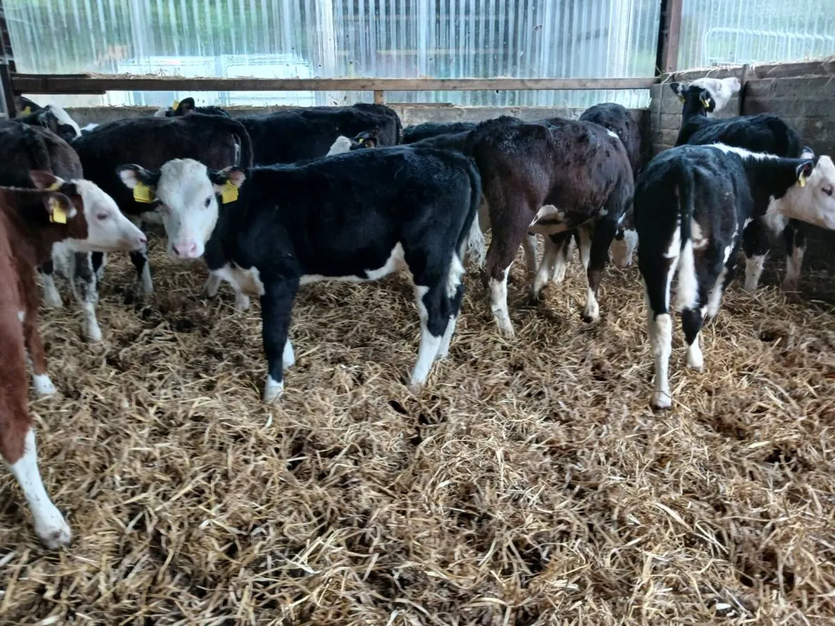 12 hereford weaned heifer's - Image 2