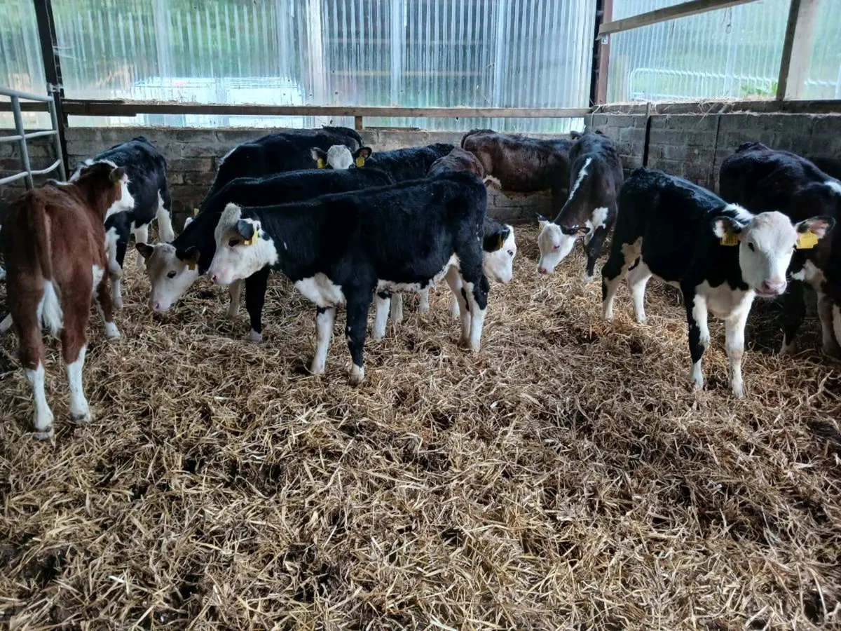 12 hereford weaned heifer's - Image 3