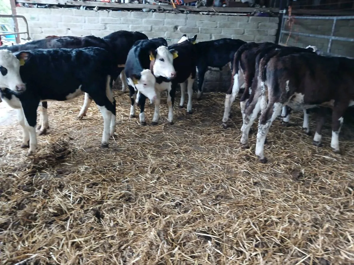 12 hereford weaned heifer's - Image 4