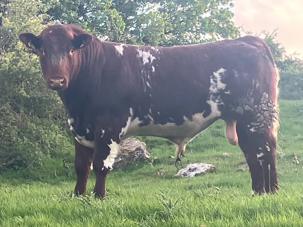 Super PBR Shorthorn Bull - Image 1