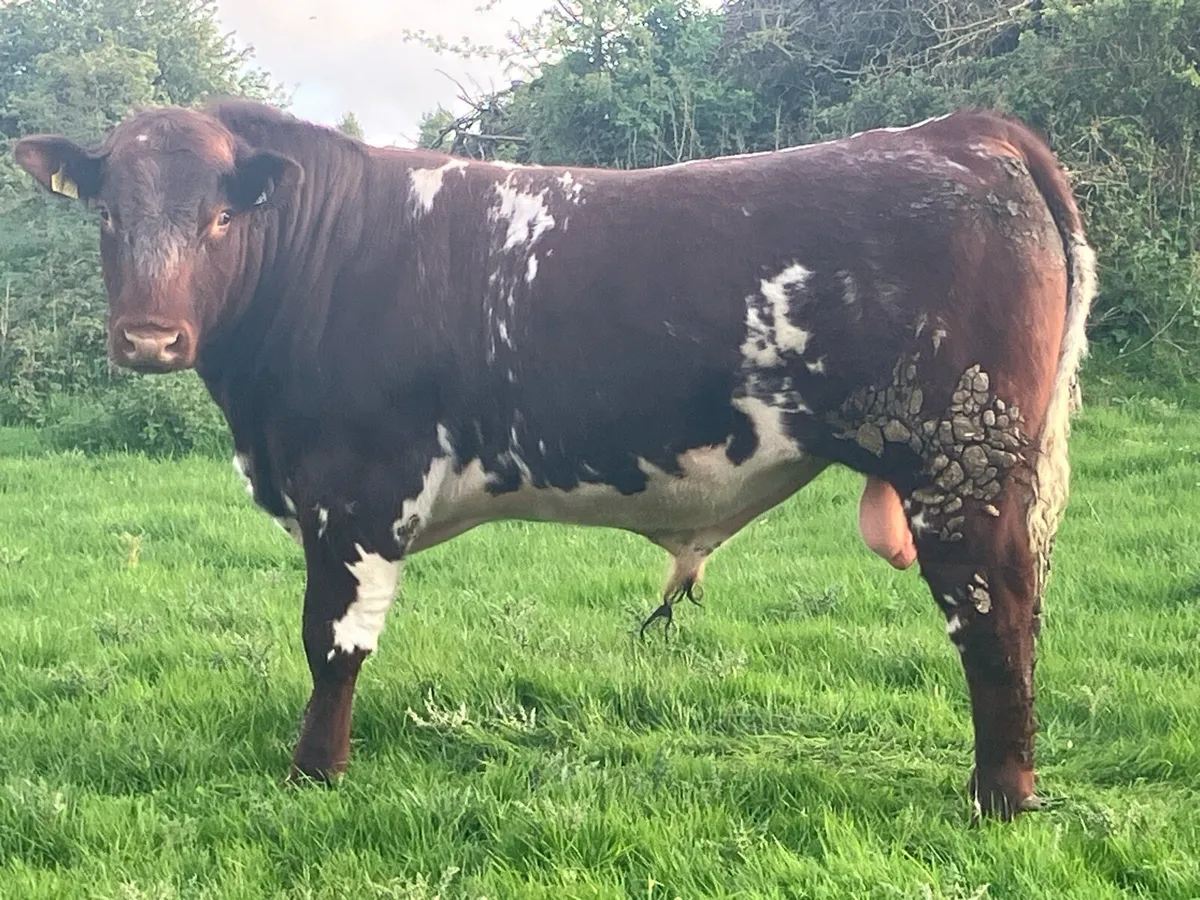 Super PBR Shorthorn Bull - Image 2