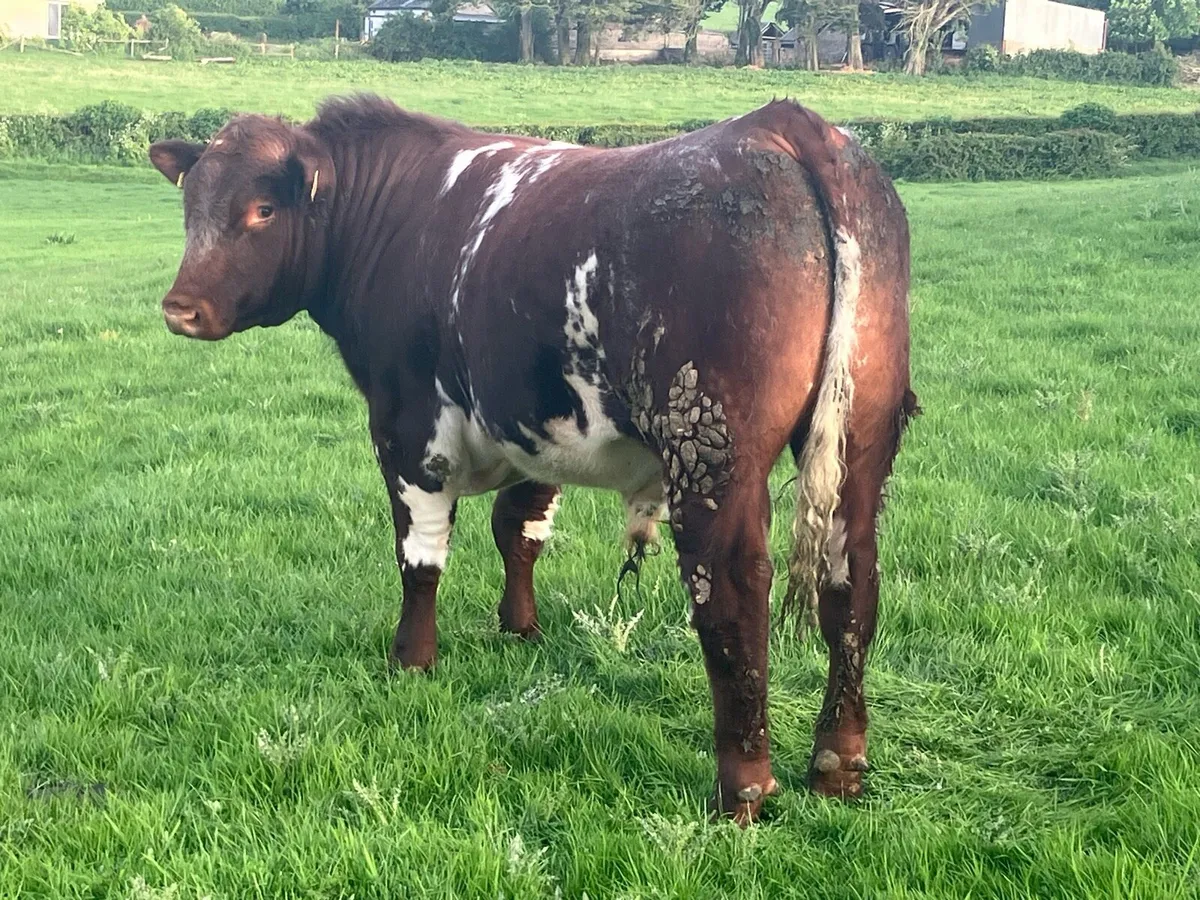 Super PBR Shorthorn Bull - Image 3