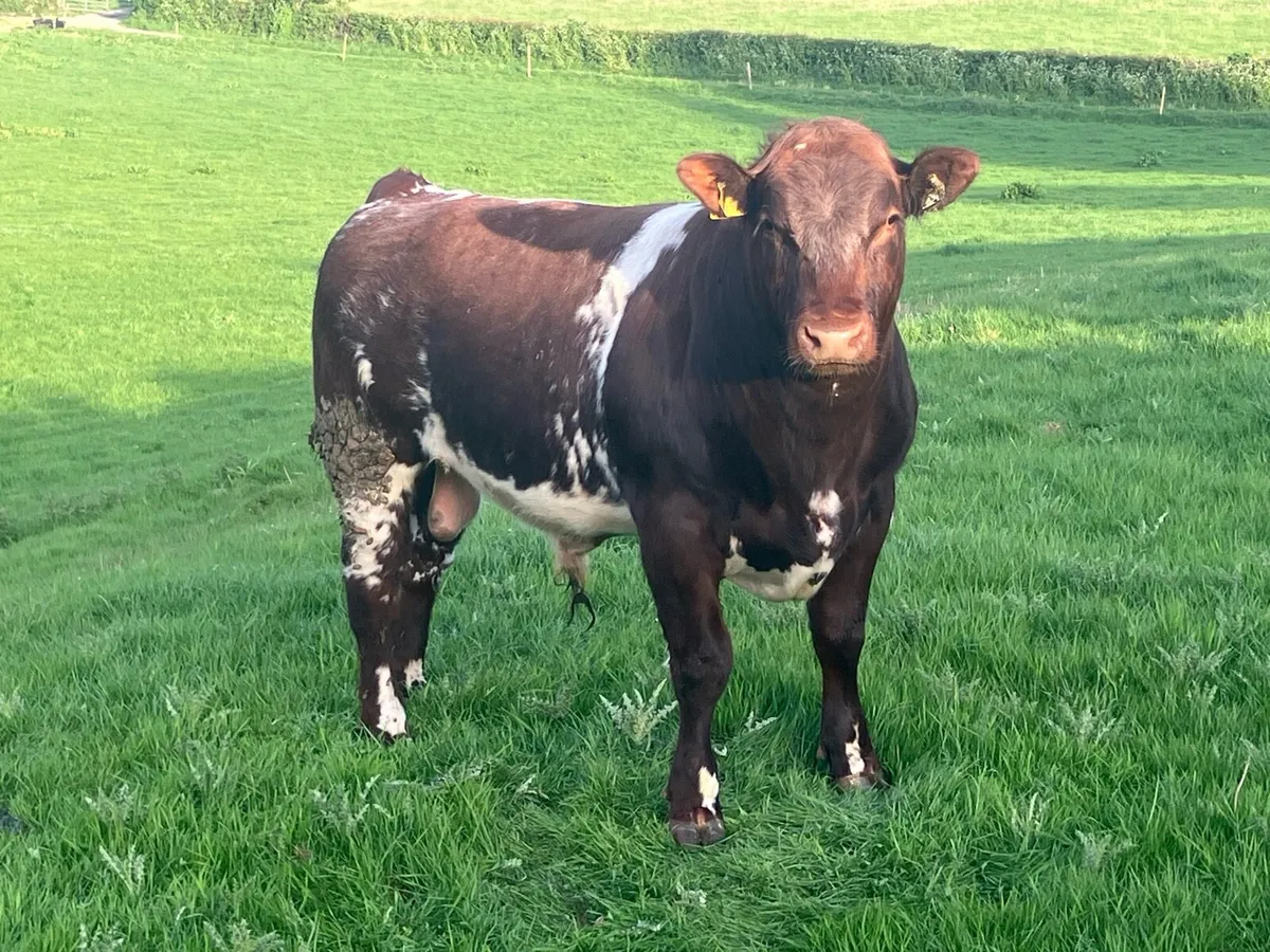 Super PBR Shorthorn Bull - Image 4