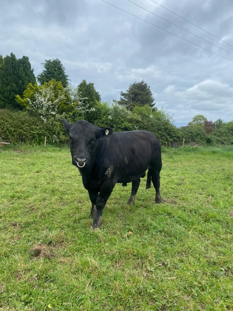 Pbr bulls Hereford and Angus - Image 3