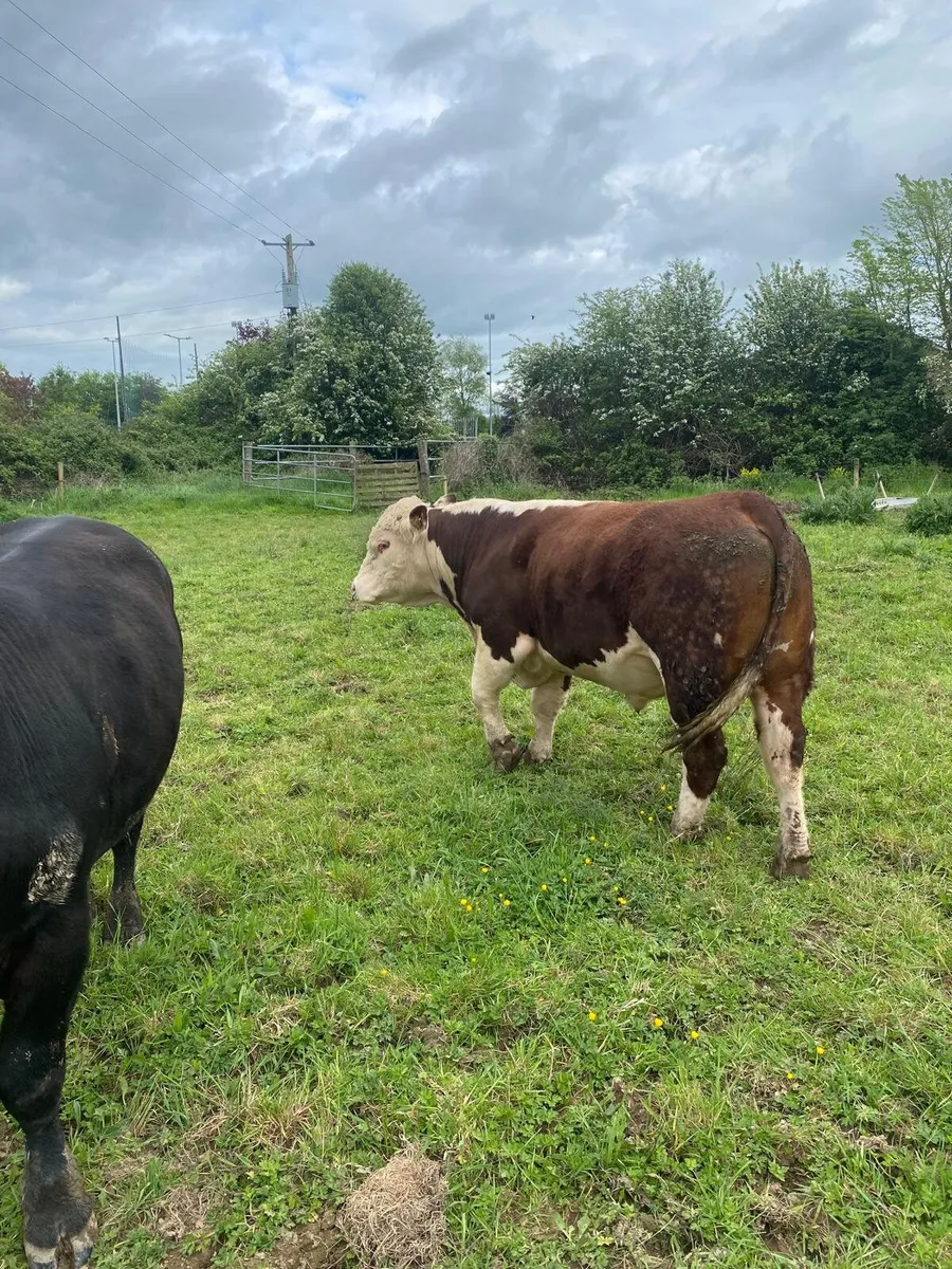 Pbr bulls Hereford and Angus - Image 4