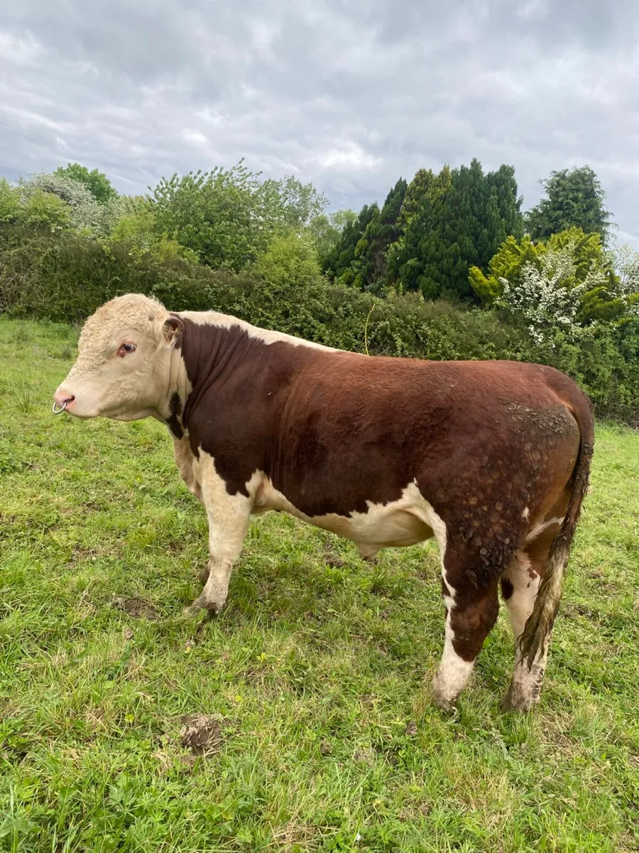 Pbr bulls Hereford and Angus - Image 1