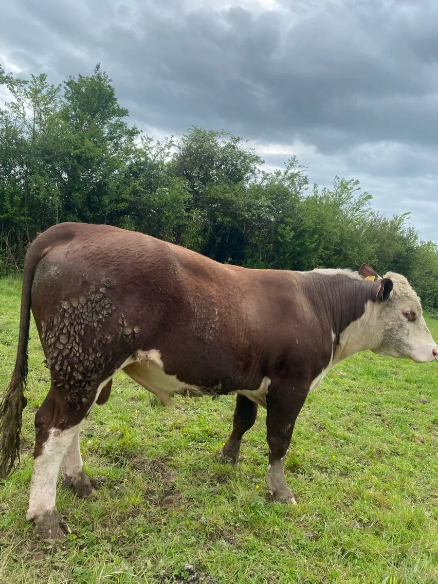 Pbr bulls Hereford and Angus - Image 2