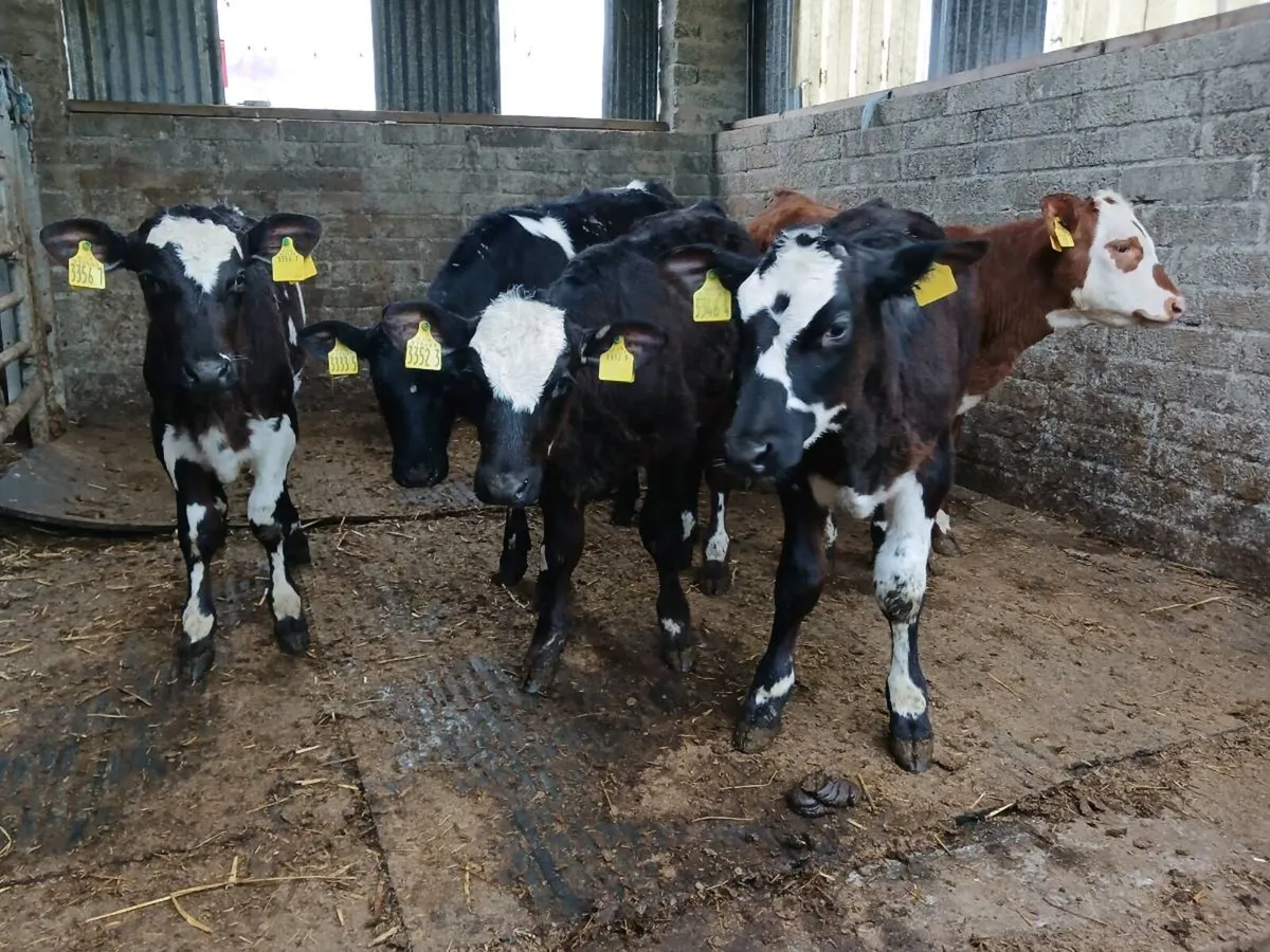 6 weaned heifer's - Image 1