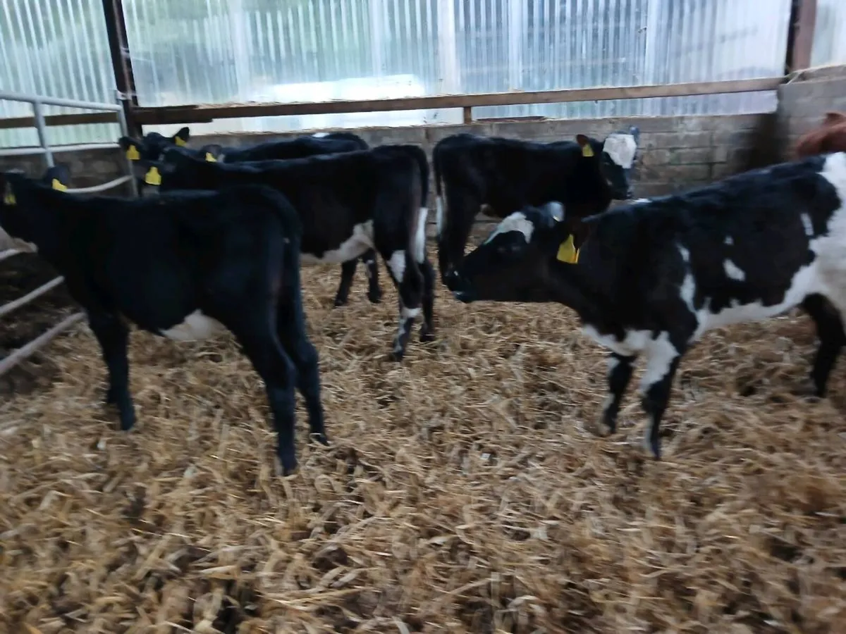 6 weaned heifer's - Image 2