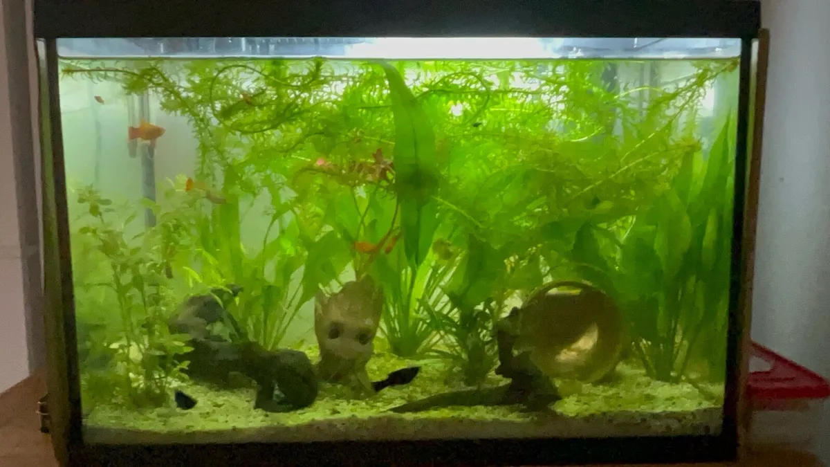 Fish Aquarium - Image 1