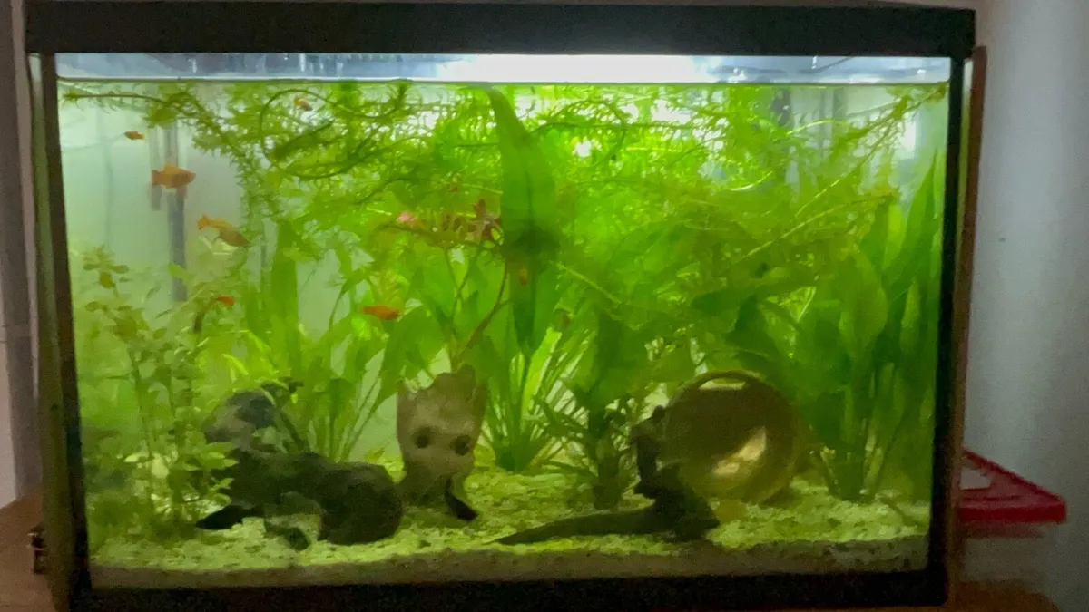 Fish Aquarium - Image 2