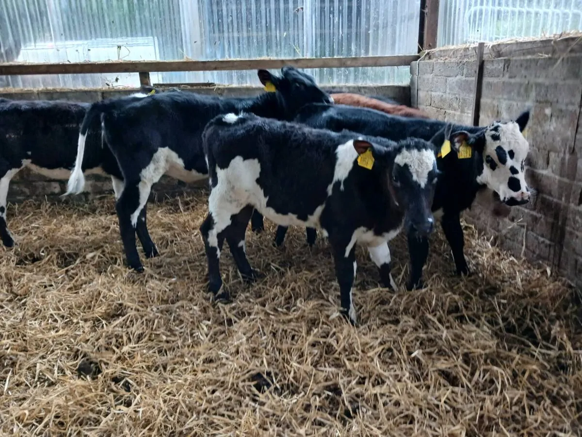 6 weaned heifer's - Image 3