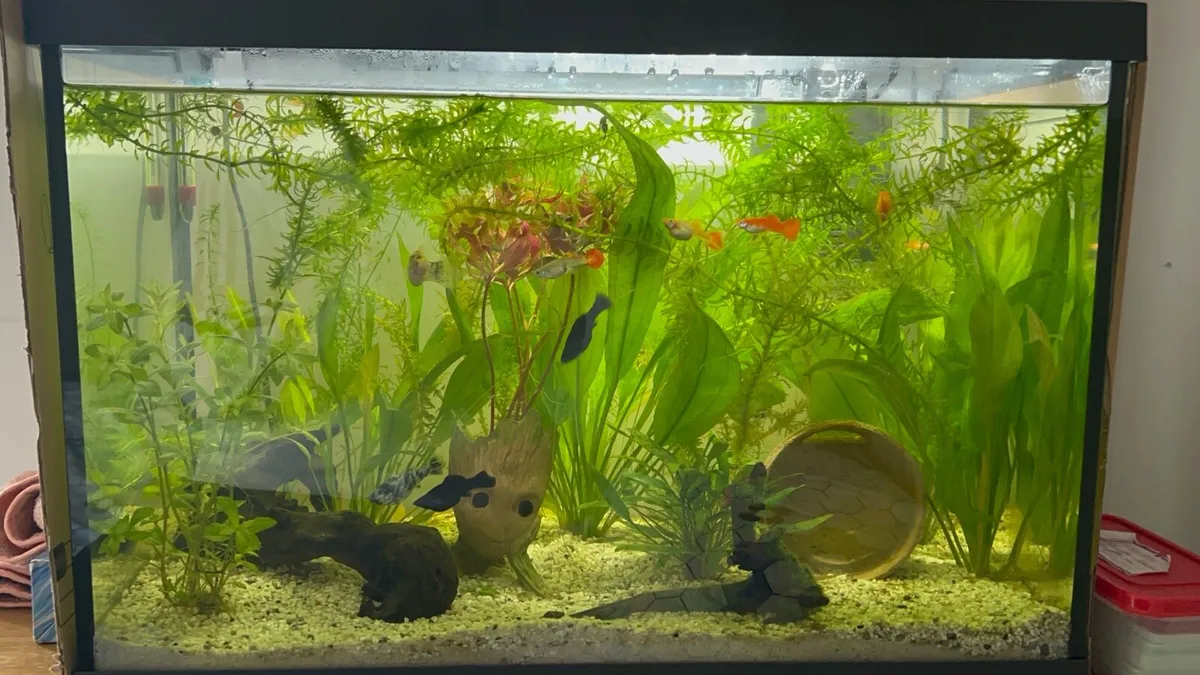 Fish Aquarium - Image 3