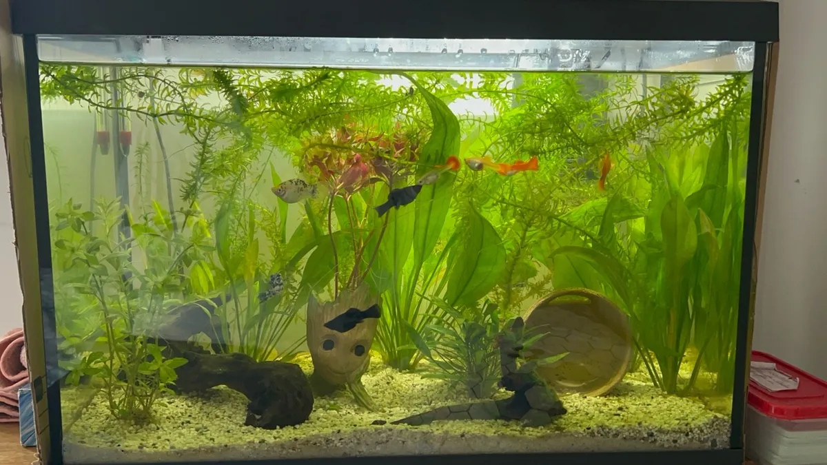 Fish Aquarium - Image 4