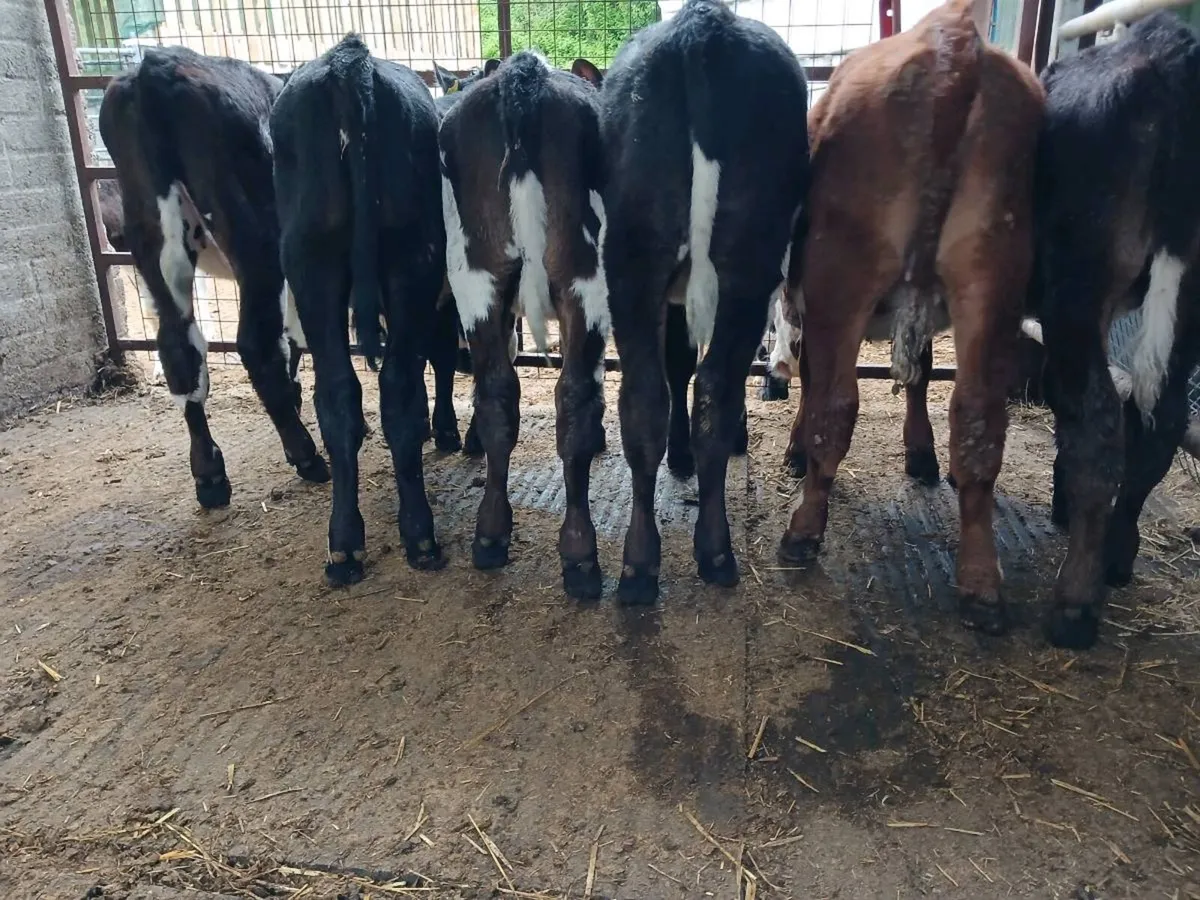 6 weaned heifer's - Image 4