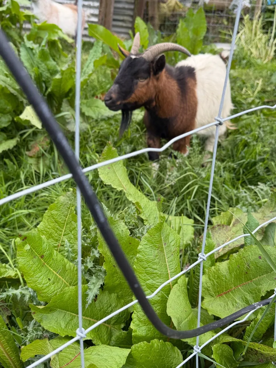 Pygmy goats - Image 3