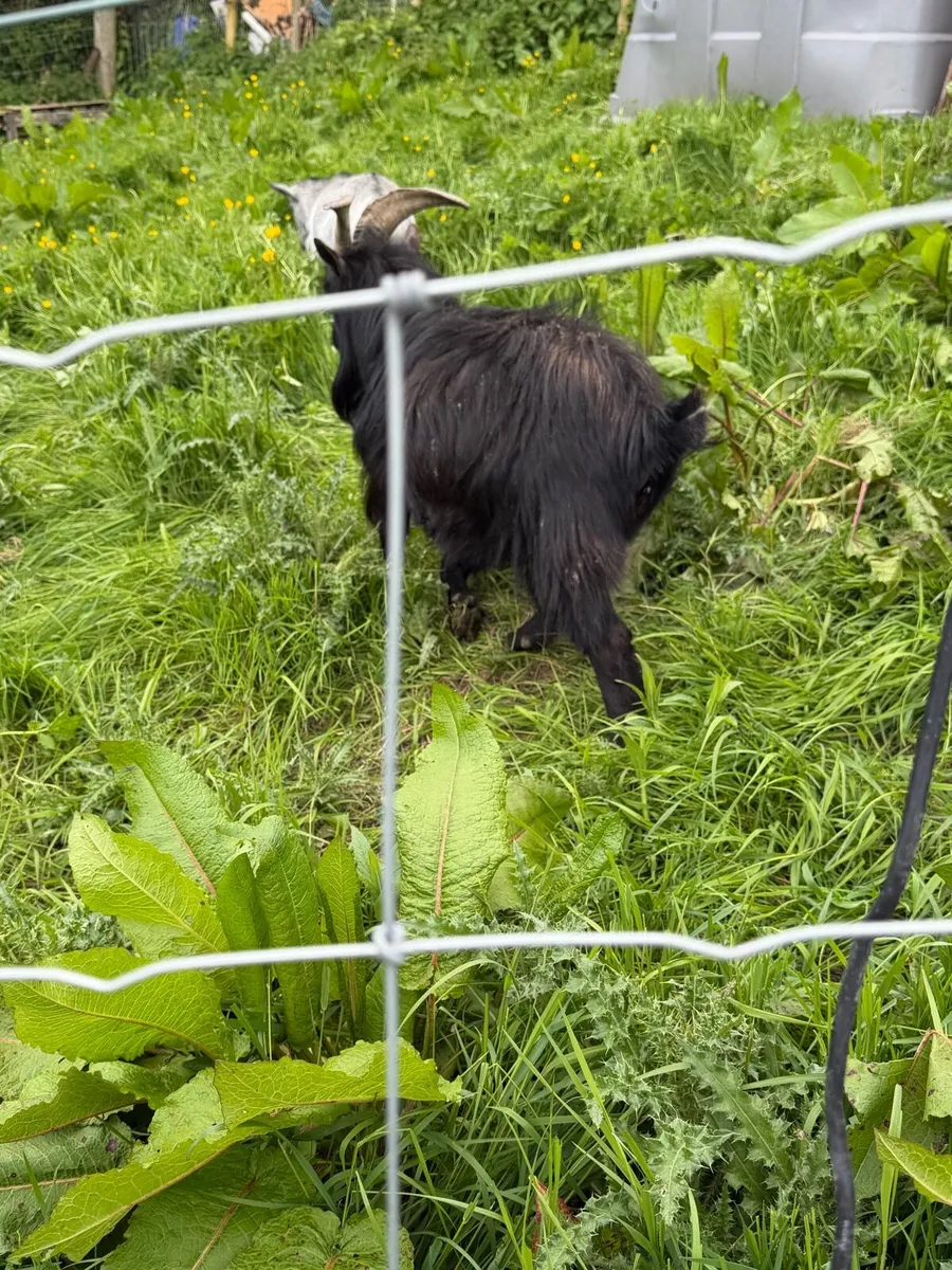 Pygmy goats - Image 4