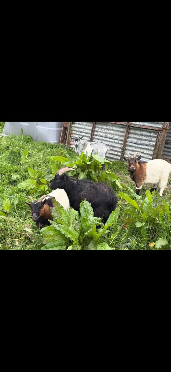 Pygmy goats - Image 1