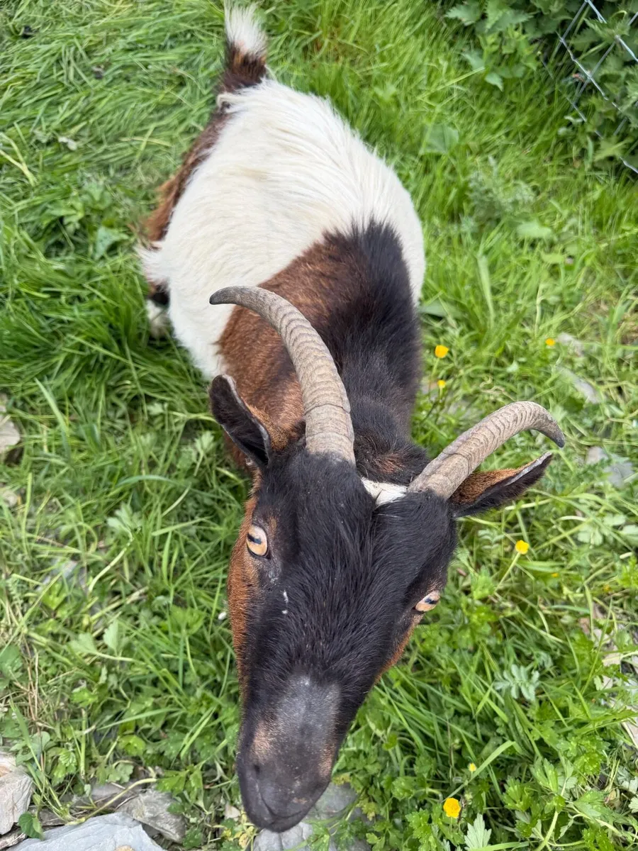 Pygmy goats - Image 2