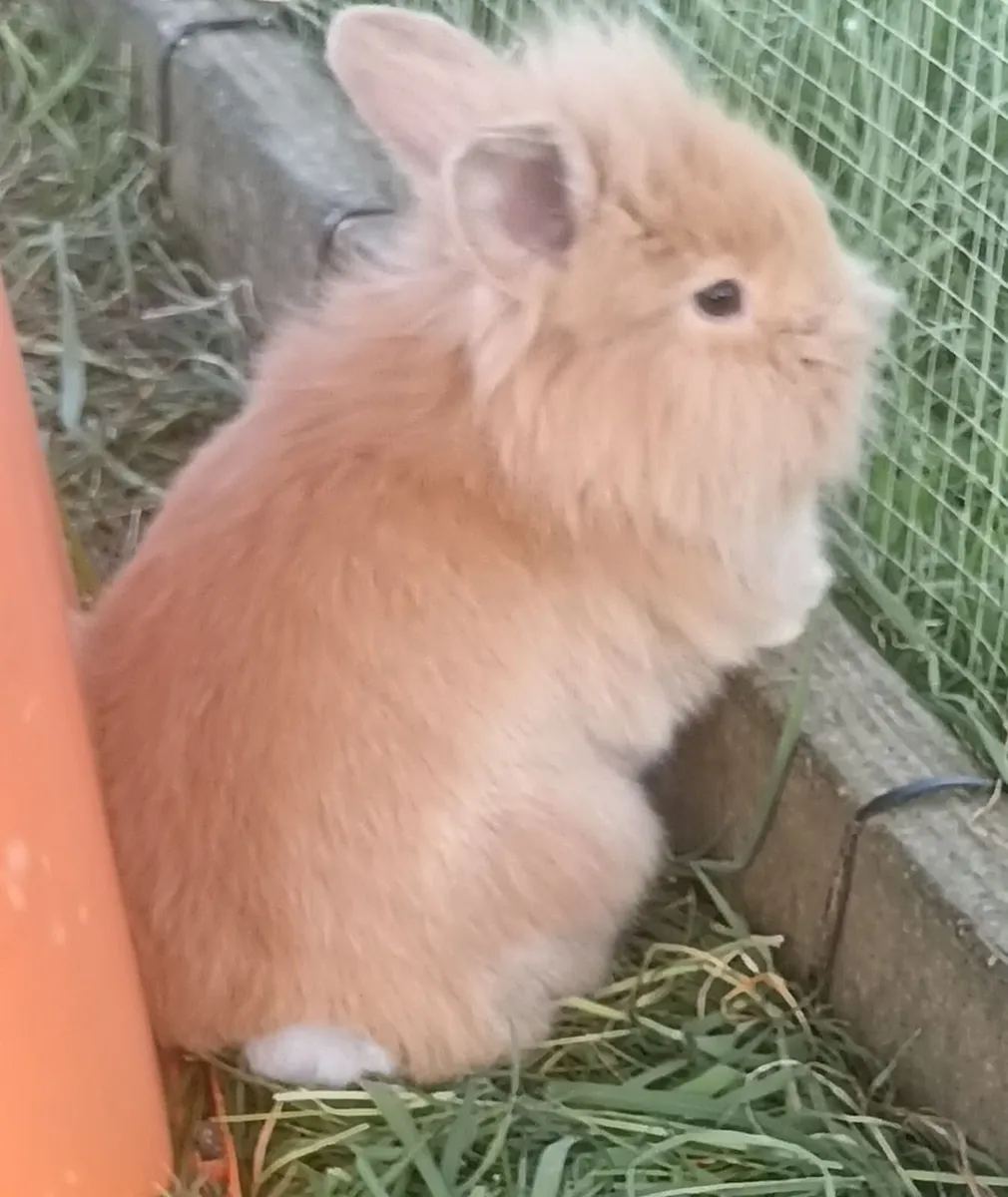 Rabbits Double Lionhead x Mini Lop - Image 3