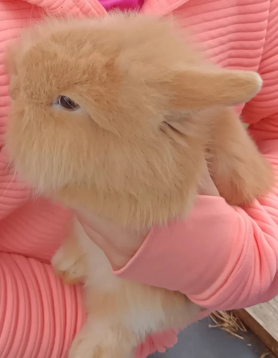 Rabbits Double Lionhead x Mini Lop - Image 2
