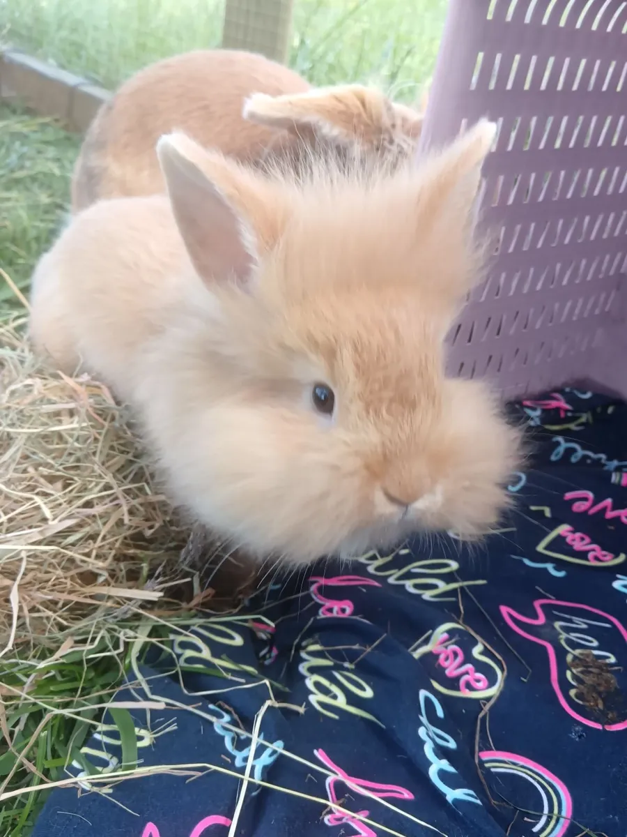 Rabbits Double Lionhead x Mini Lop - Image 4