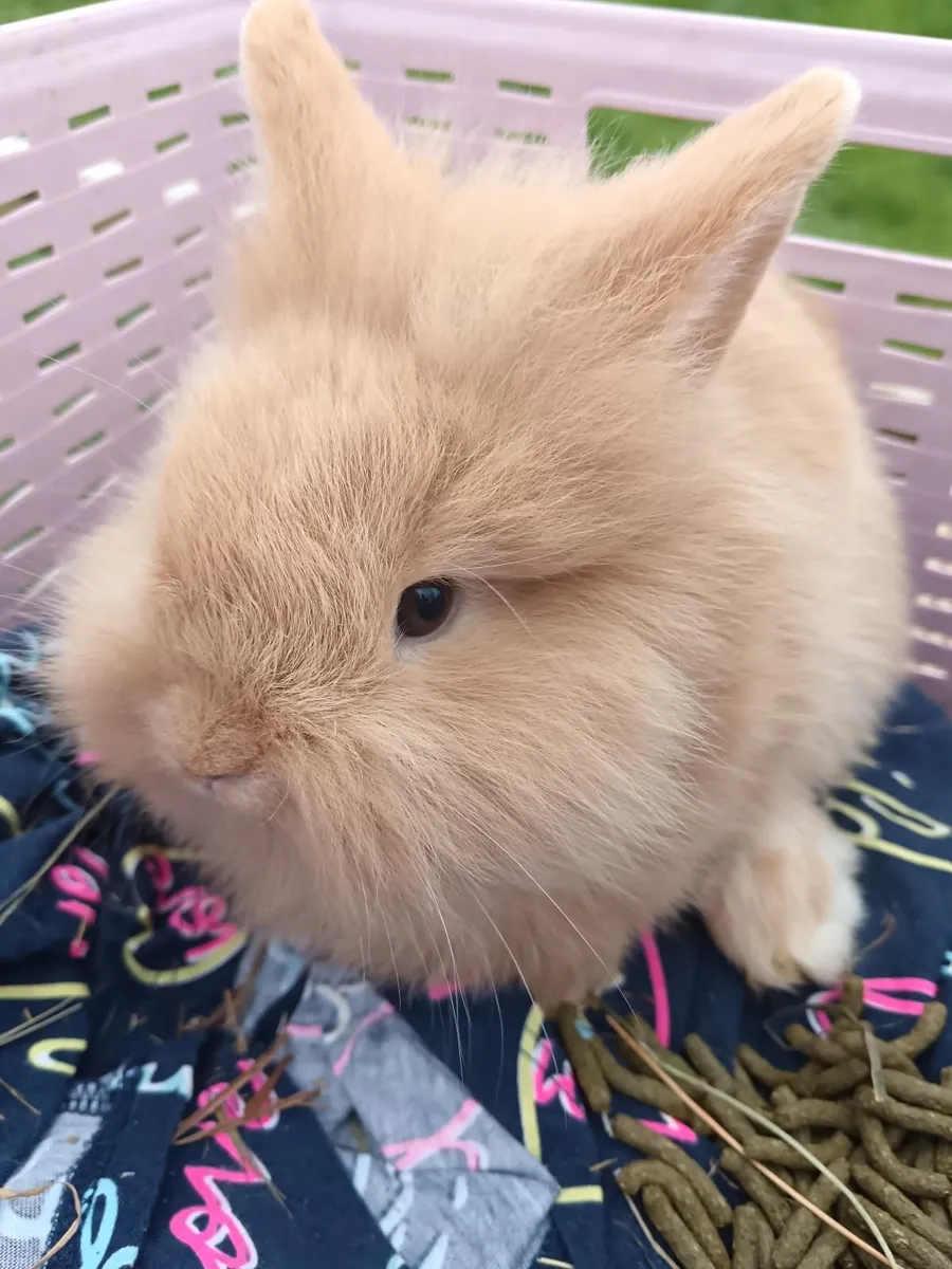 1 x male Rabbit  Double Lionhead x Mini Lop - Image 3