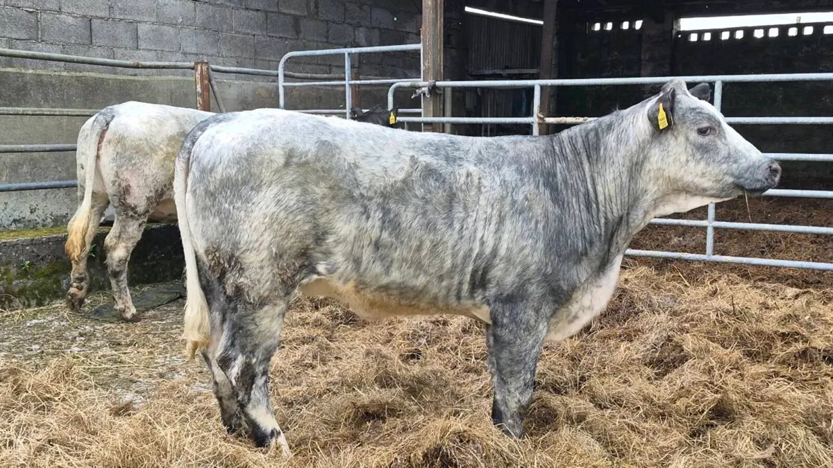 Heifers - Image 1