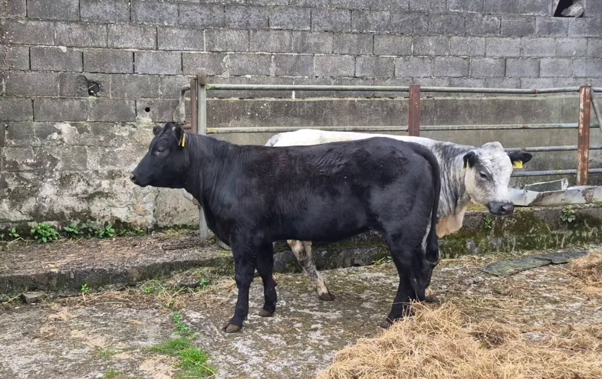 Heifers - Image 2