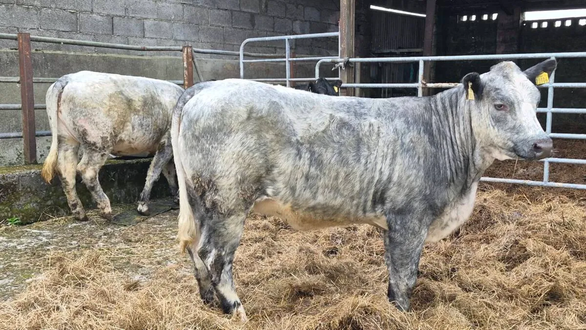 Heifers - Image 3